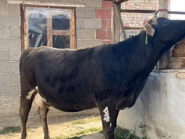 Vache, Race Alatauskaya