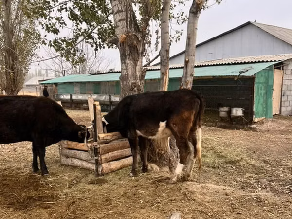 Taureau, Russian Black pied cattle