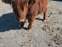 Vache, Highland — photo 3