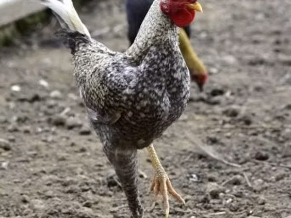 मॉडर्न गेम