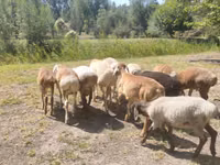 Carnero, Afghan Arabi sheep — foto 1