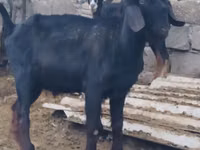 公山羊, Anatolian Black goats — 照片 3