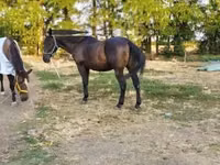 Horse (M), Nonius horse — photo 2