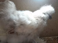 Chickens — फ़ोटो 5