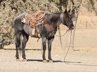 公马, Quarter Horse — 照片 4