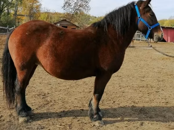 Yegua, Caballos