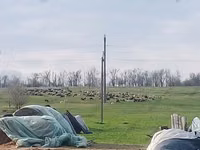 母羊, Edilbay sheep — 照片 2