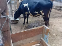 母牛, Holstein breed — 照片 1