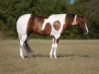 公马, American paint horse — 照片 1