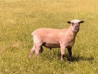 Widder, Shroshire sheep — Foto 5