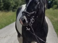 母马, Horse breed — 照片 6