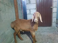 母羊, Rhon sheep — 照片 7
