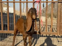 Chèvres (lot, sexe non indiqué), Nubian Goat — photo 3