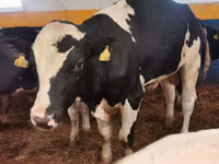 Bulle, Simmental cattle — Foto 4