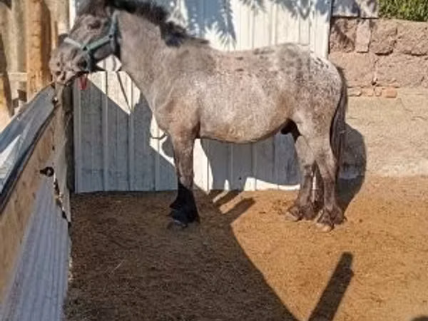 母马, Horses