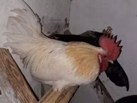 Chickens — photo 6