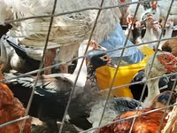 बिग 6 — फ़ोटो 1