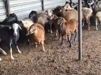 公羊, Adal sheep — 照片 3