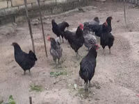 Gallo de pelea de fosa australiano — foto 5