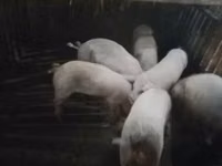 خنزير ذكر, الخنازير — الصورة 4