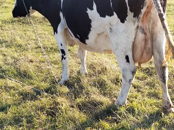 Kuh, Holstein-Rasse
