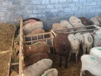 Sheep, Sheep — photo 2