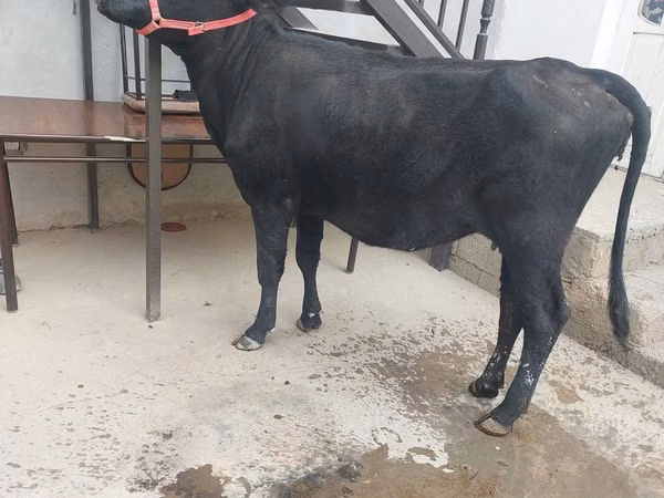 Vache, Bovins