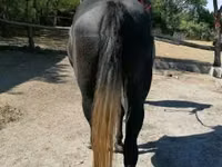 Yegua, Caballos — foto 5