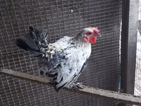 Chickens — photo 5