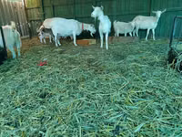 Cabra, Pomellata goat — foto 6