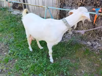 Goat, Beetal goats — photo 2