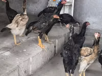 Chickens — الصورة 4