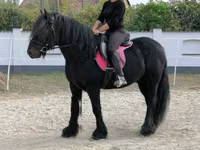 Caballo, Fell pony — foto 8