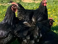 Australorp — foto 1