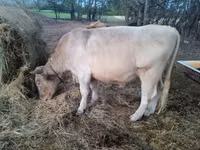 Bull, Charolais cattle — photo 2