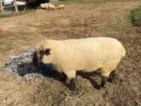公羊, Hampshire sheep — 照片 5