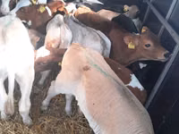 सांड, Simmental cattle — फ़ोटो 2