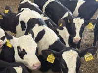 أبقار (دفعة، الجنس غير محدد), Simmental cattle — الصورة 6
