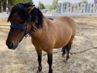 Pferde (Partie, Geschlecht nicht angegeben), Australian Pony — Foto 1