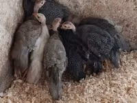 Guinea fowl — photo 1