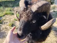Brebis, Ouessant sheep — photo 2