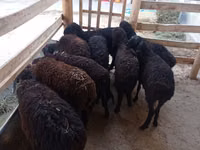 نعجة, Tajik sheep — الصورة 1
