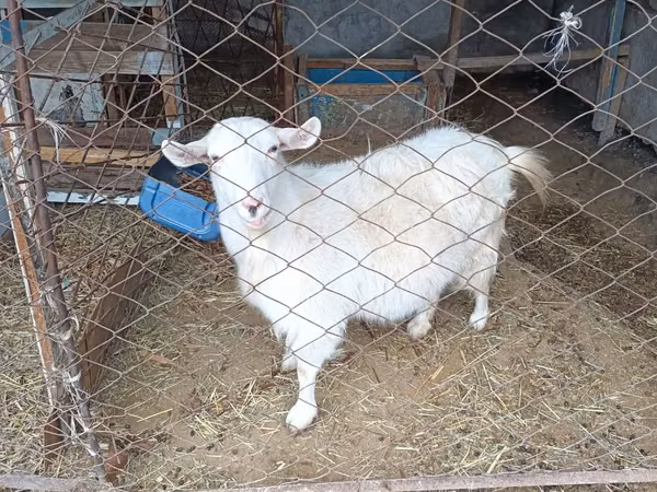 Chèvre, Saanen goat