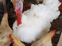 Turkeys — الصورة 1