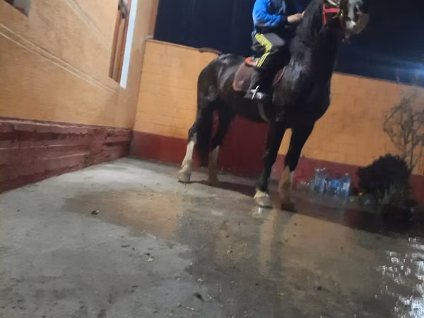 公马, Russian warmblood