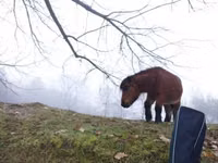 公马, Horses — 照片 4
