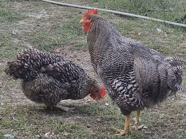 Slovenian Barred Hen