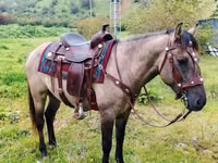 Caballo, Alter Real — foto 1