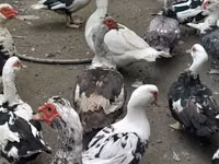 डोमेस्टिक मस्कोवी — फ़ोटो 7