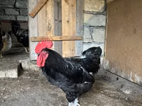 Chickens — फ़ोटो 1
